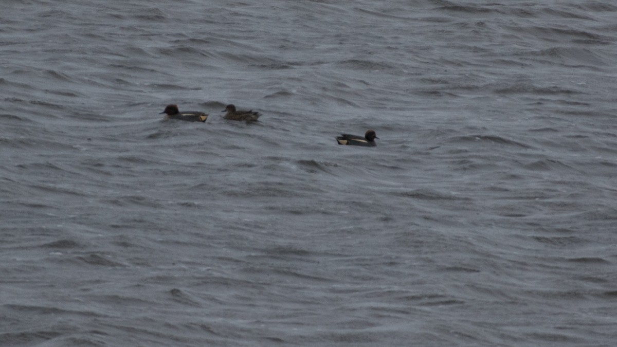 Green-winged Teal - ML198712421