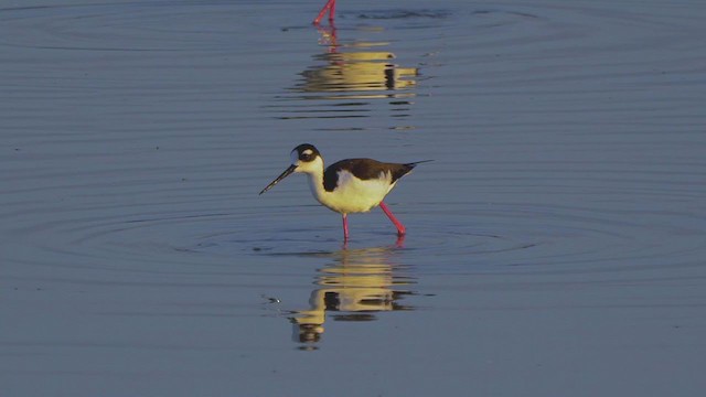 Black-necked Stilt - ML198713151