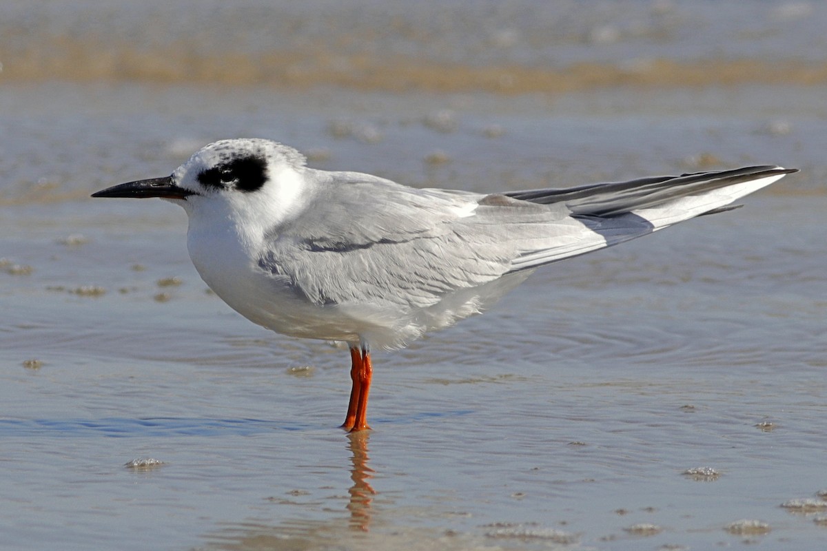 Forster's Tern - ML198715211