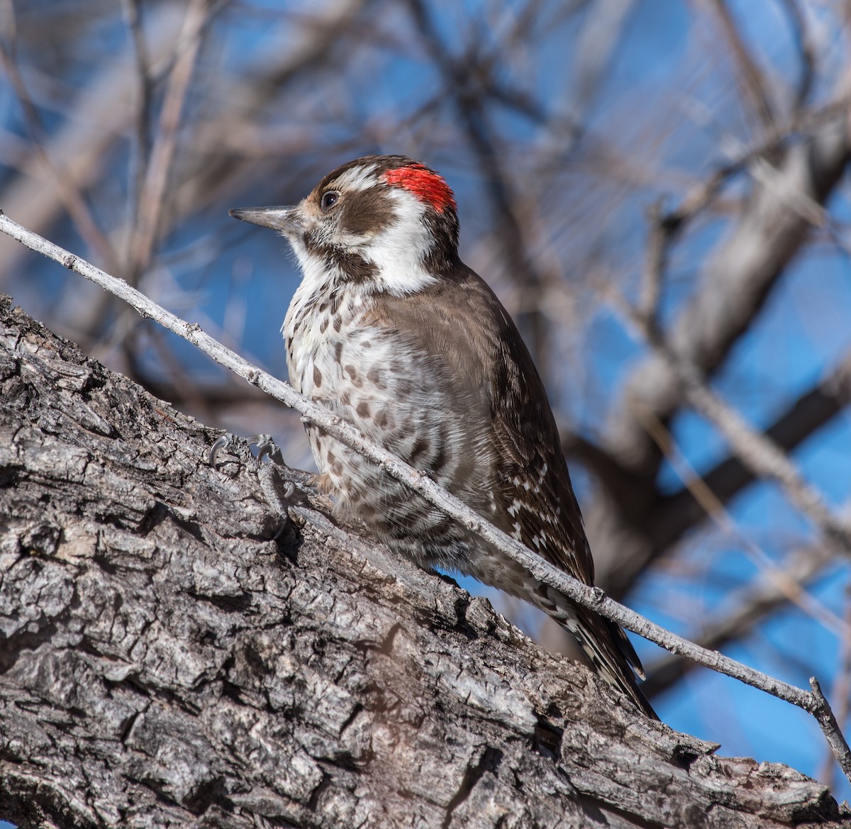 Arizona Woodpecker - Lee Bush