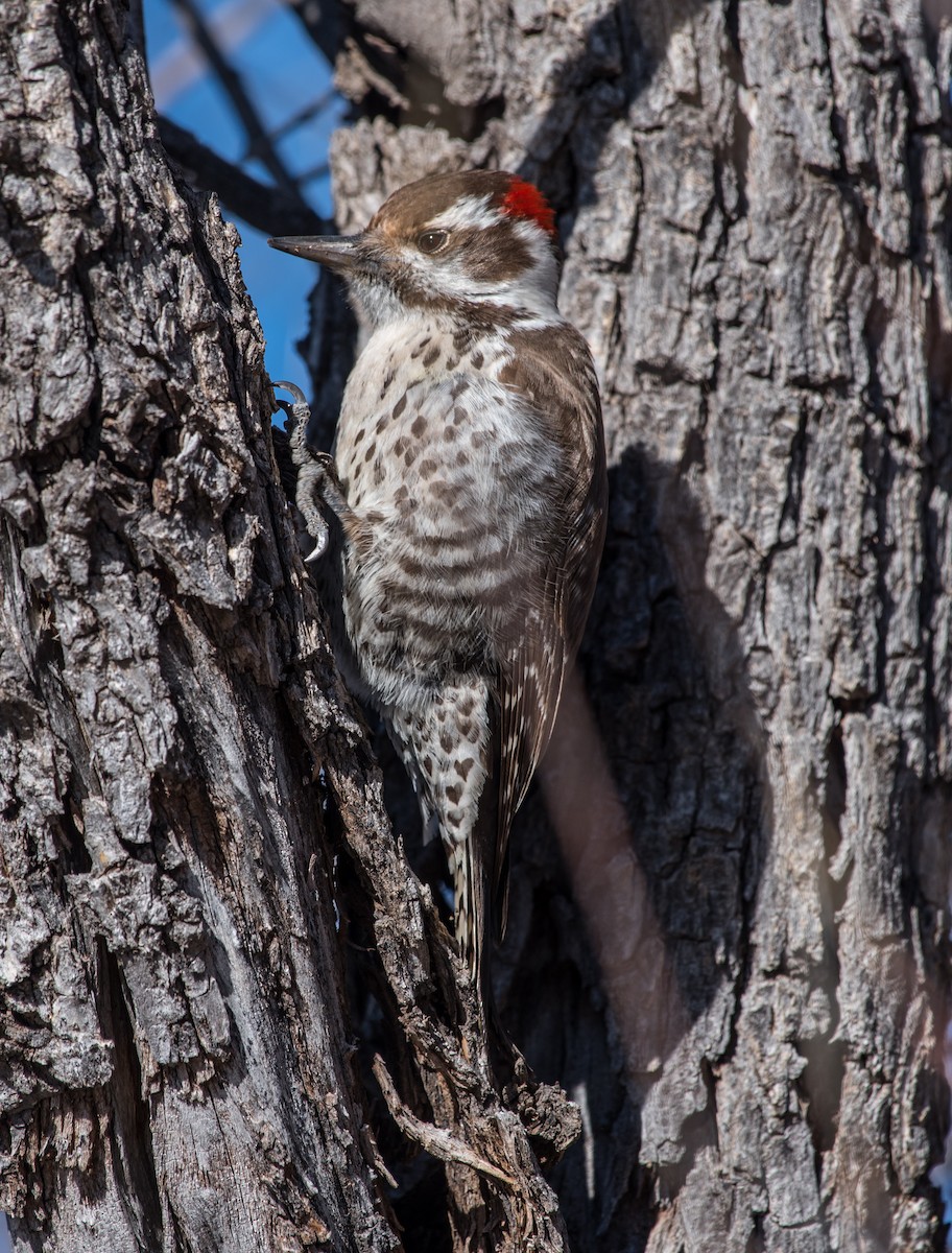 Arizona Woodpecker - Lee Bush