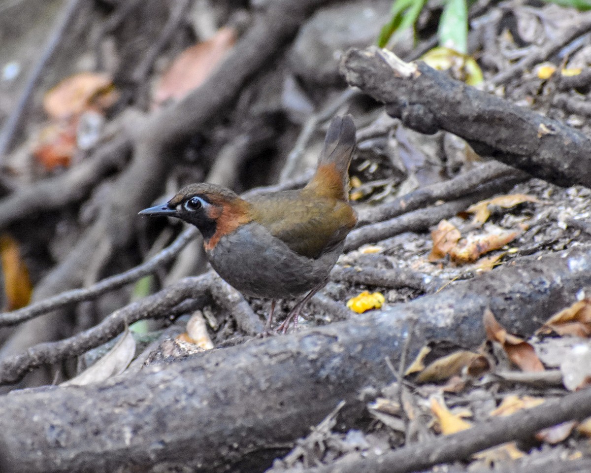 Mayan Antthrush - ML198720021