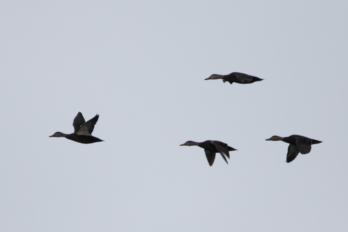 American Black Duck - ML198724621