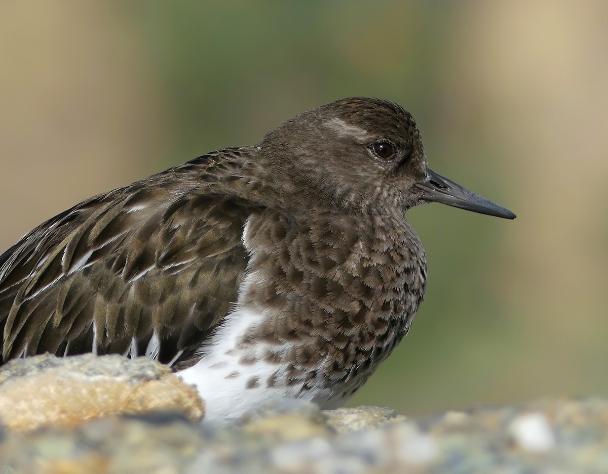 Black Turnstone - ML198726111