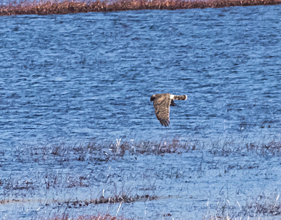 Northern Harrier - ML198726801