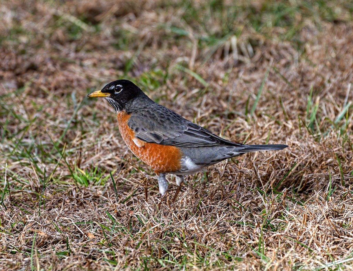 American Robin - ML198727511