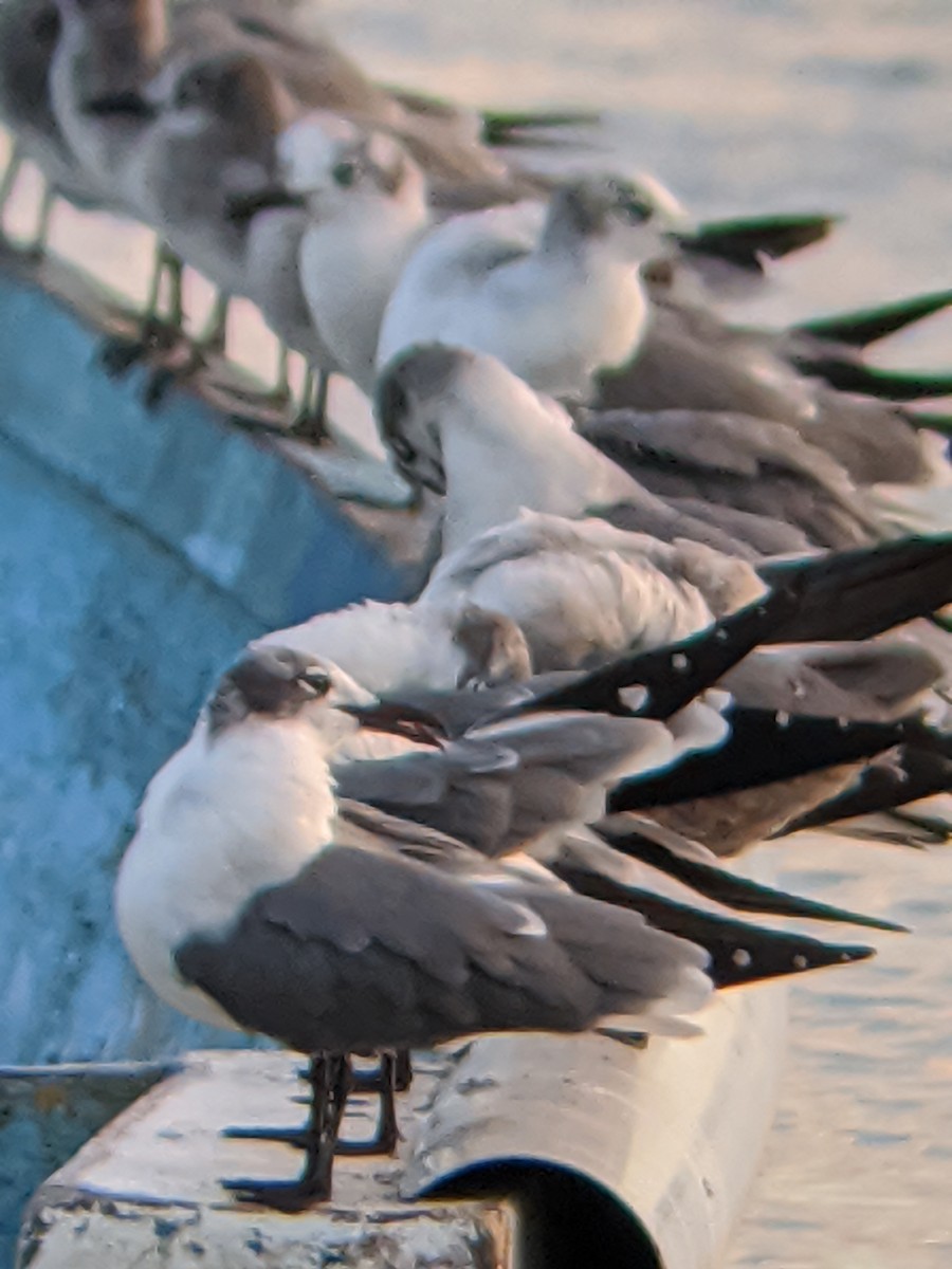 Laughing Gull - ML198728691