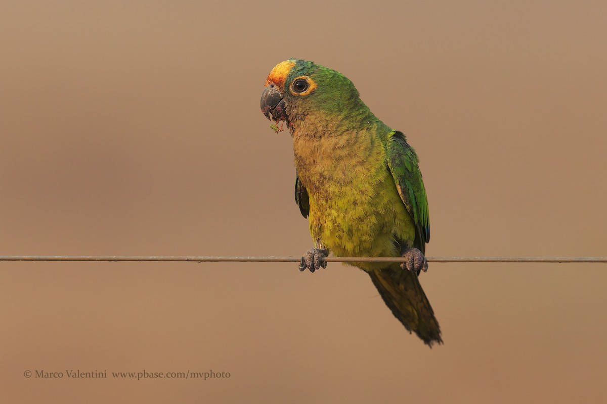 Conure couronnée - ML198729451