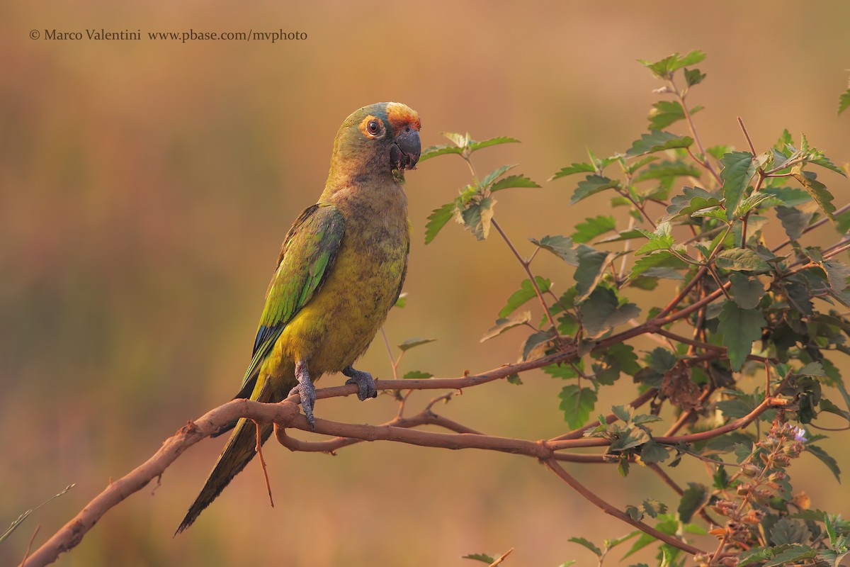 Aratinga Frentidorada - ML198729521