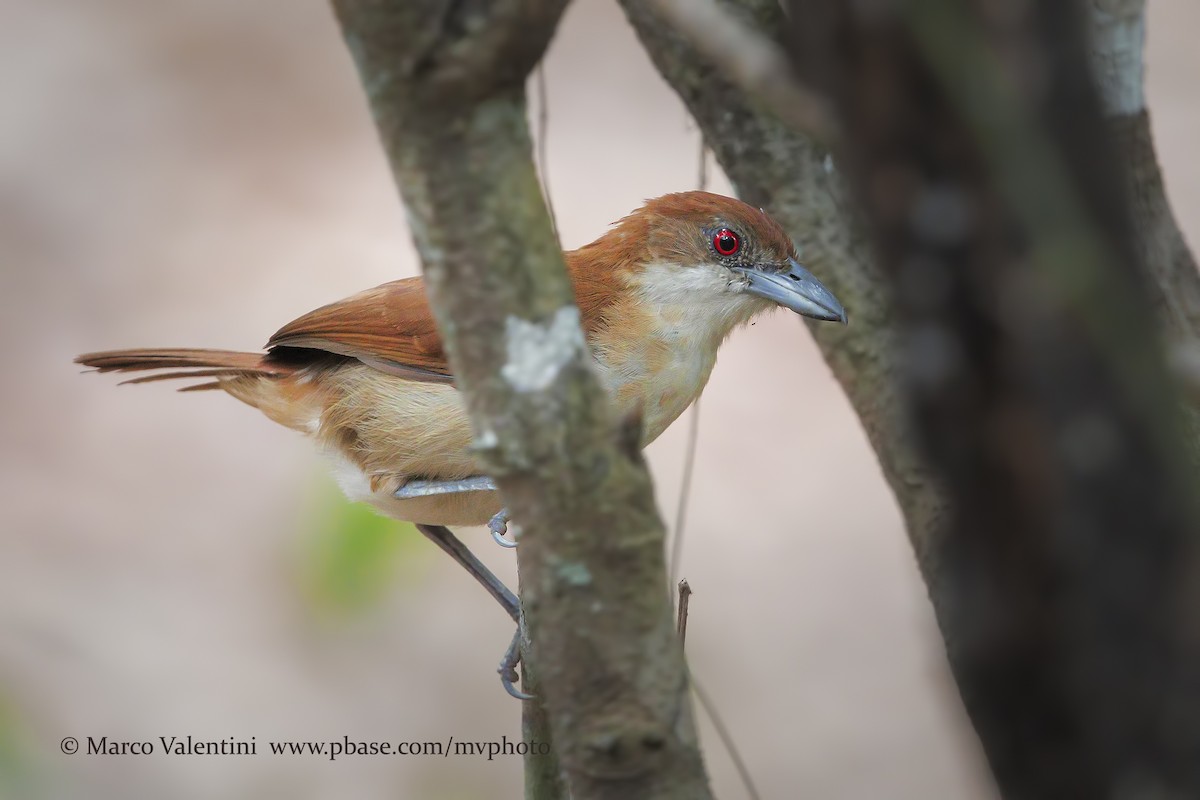 Great Antshrike - ML198729701