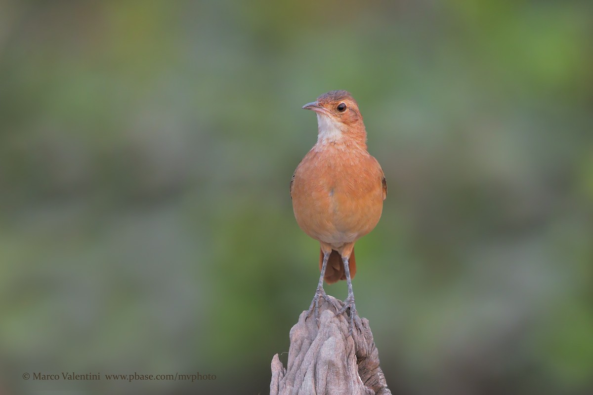 Rufous Hornero - ML198729891