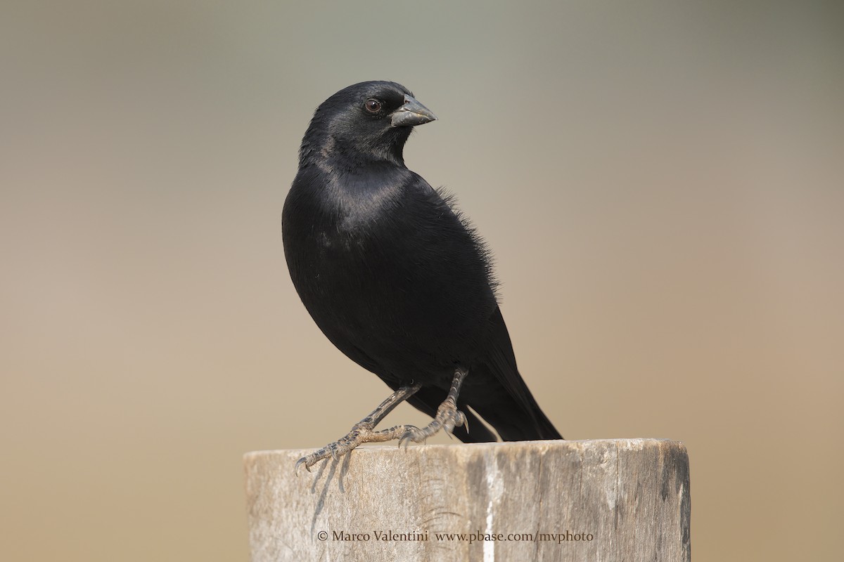 Chopi Blackbird - ML198731281