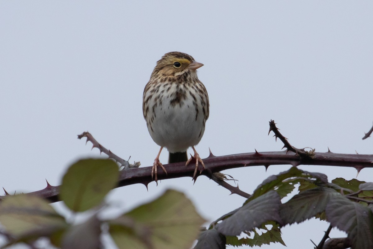 Savannah Sparrow - ML198732881