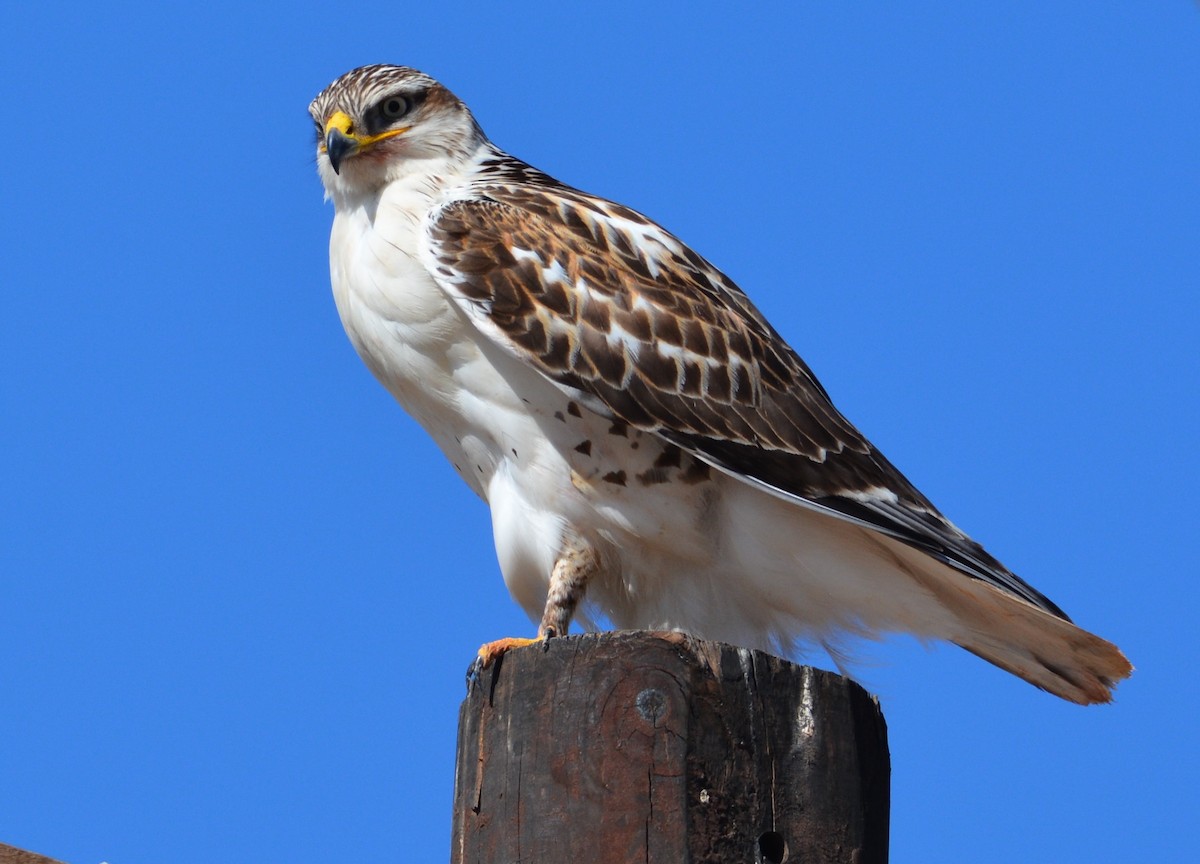 Ferruginous Hawk - ML198733961