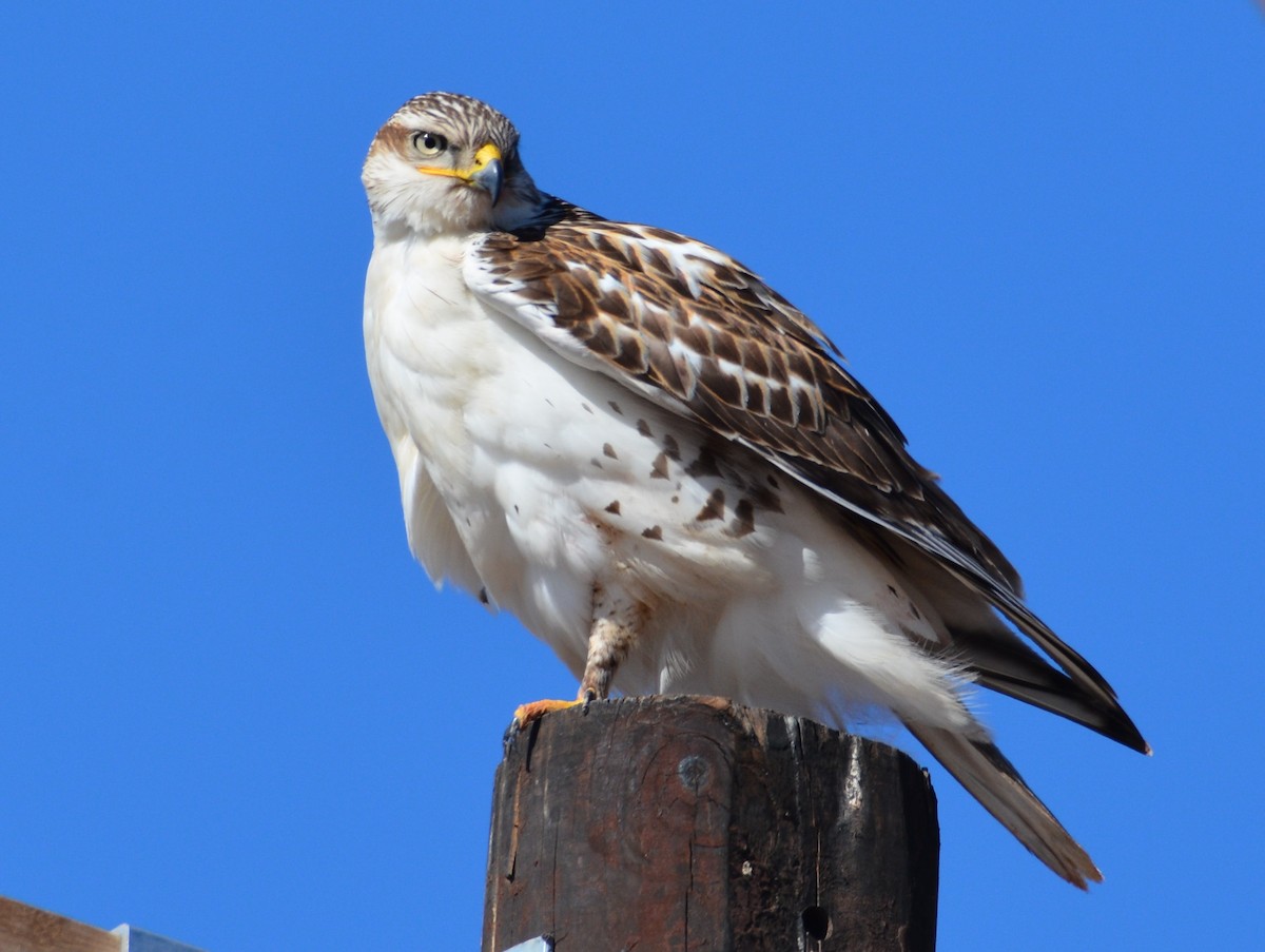 Ferruginous Hawk - ML198733981