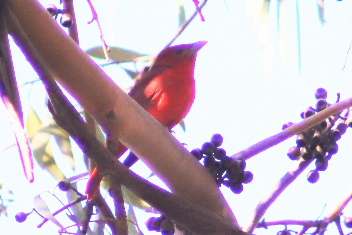 Summer Tanager - ML198734241