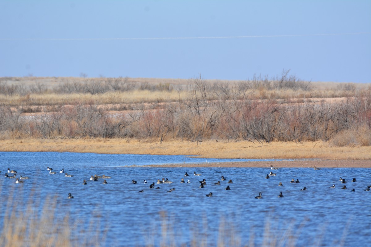 Northern Pintail - ML198734691