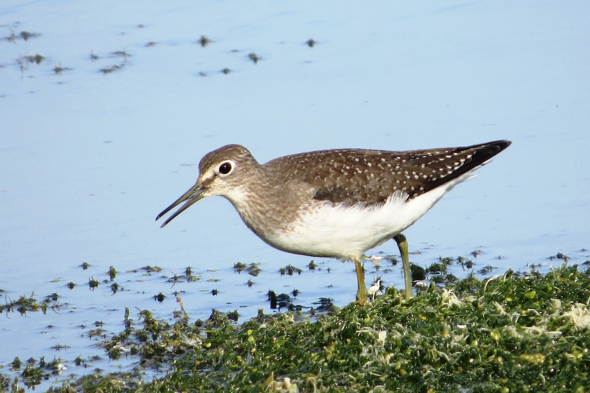 Solitary Sandpiper - Amy Didion