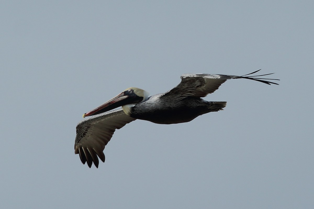 pelikán hnědý - ML198736201