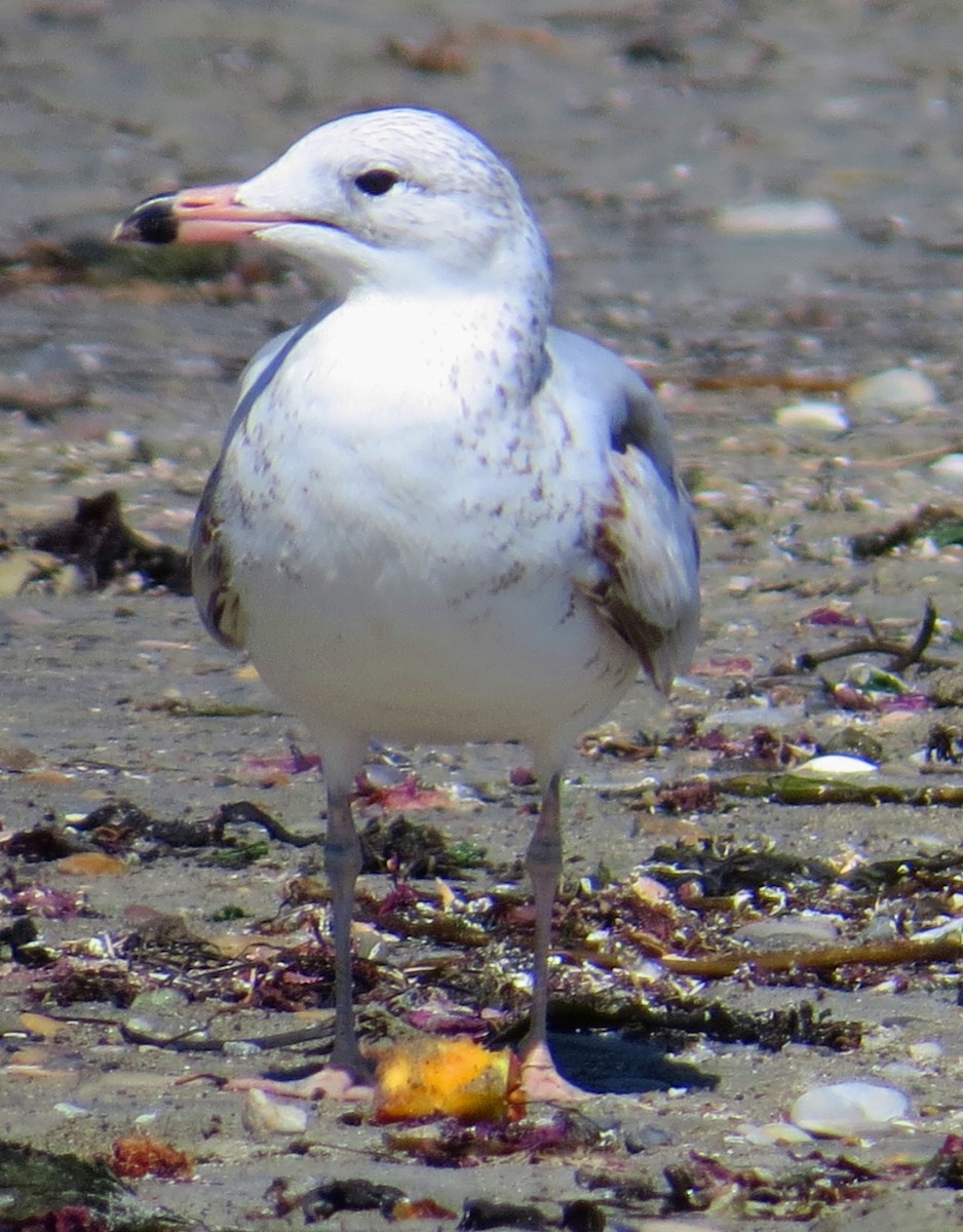 California Gull - ML198736981