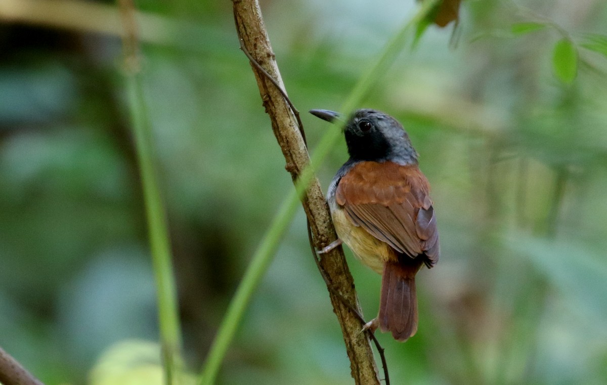 White-bellied Antbird - ML198737361