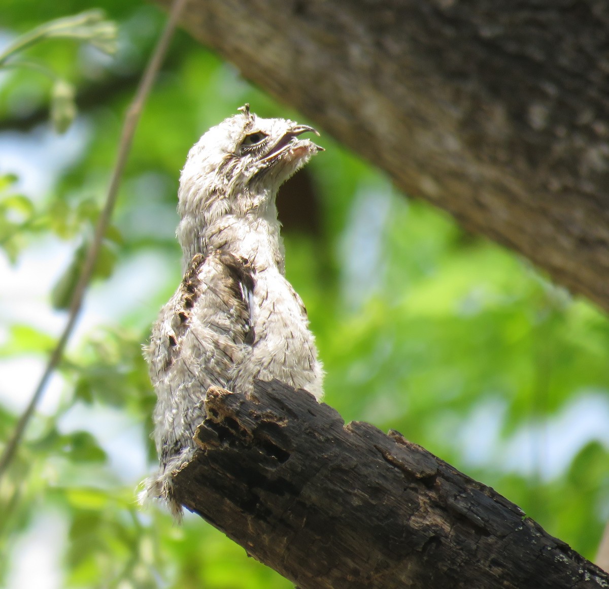 Common Potoo - George  Heimpel