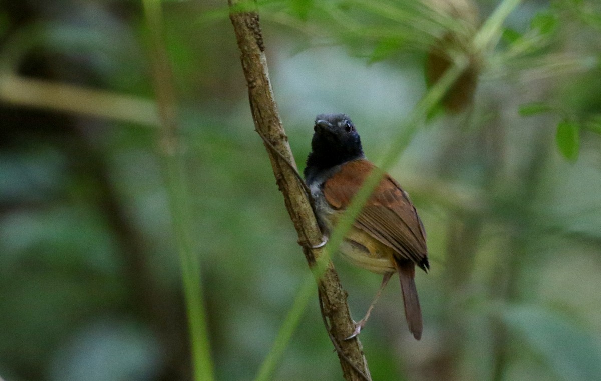 White-bellied Antbird - ML198737451