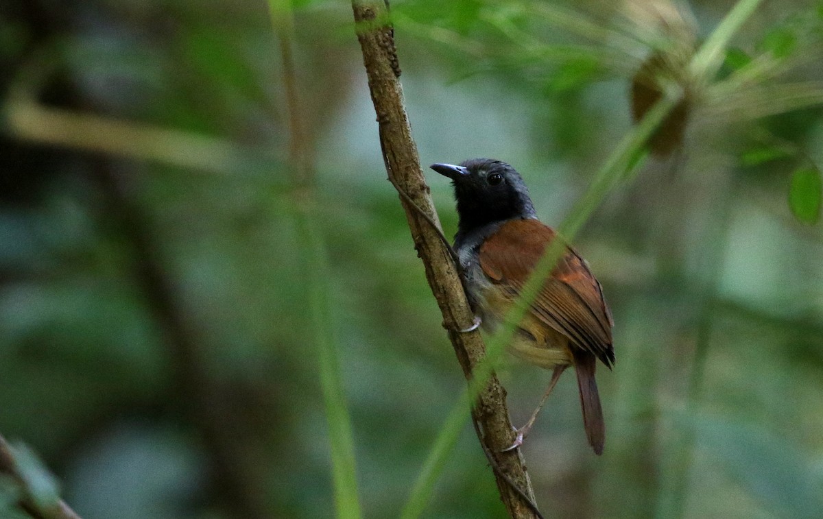 White-bellied Antbird - ML198737521