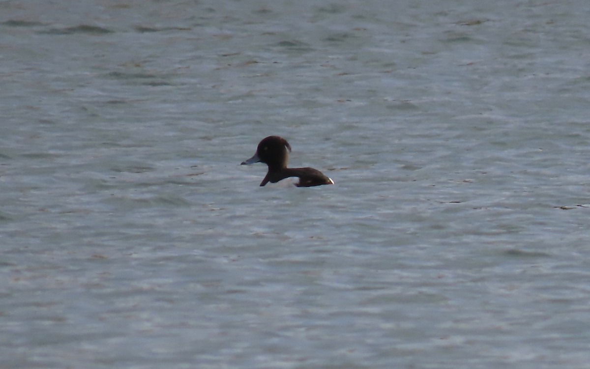 Tufted Duck - ML198737931