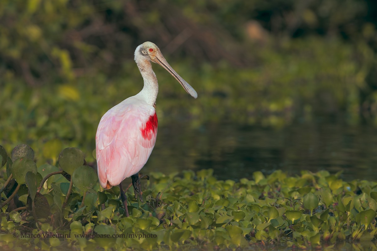 Roseate Spoonbill - ML198738171