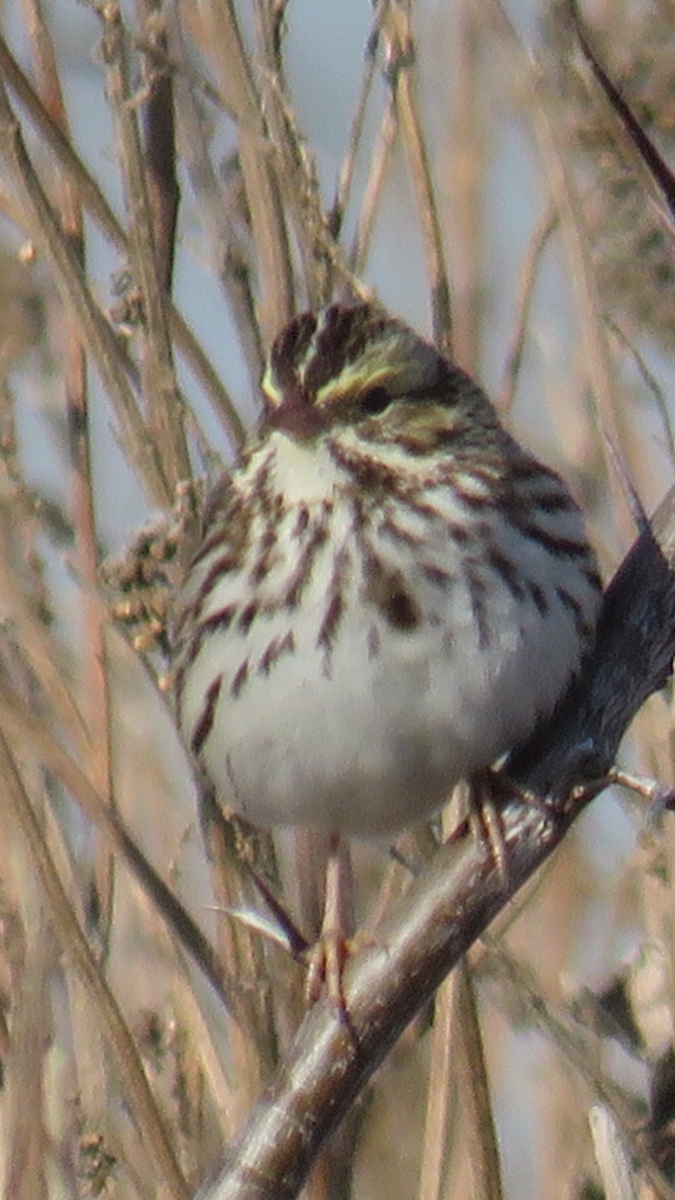 Savannah Sparrow - ML198738531