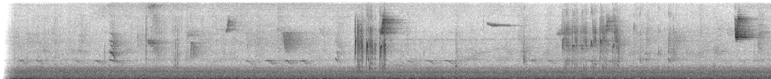 svartfotdungump (buffonii gr.) - ML198738661