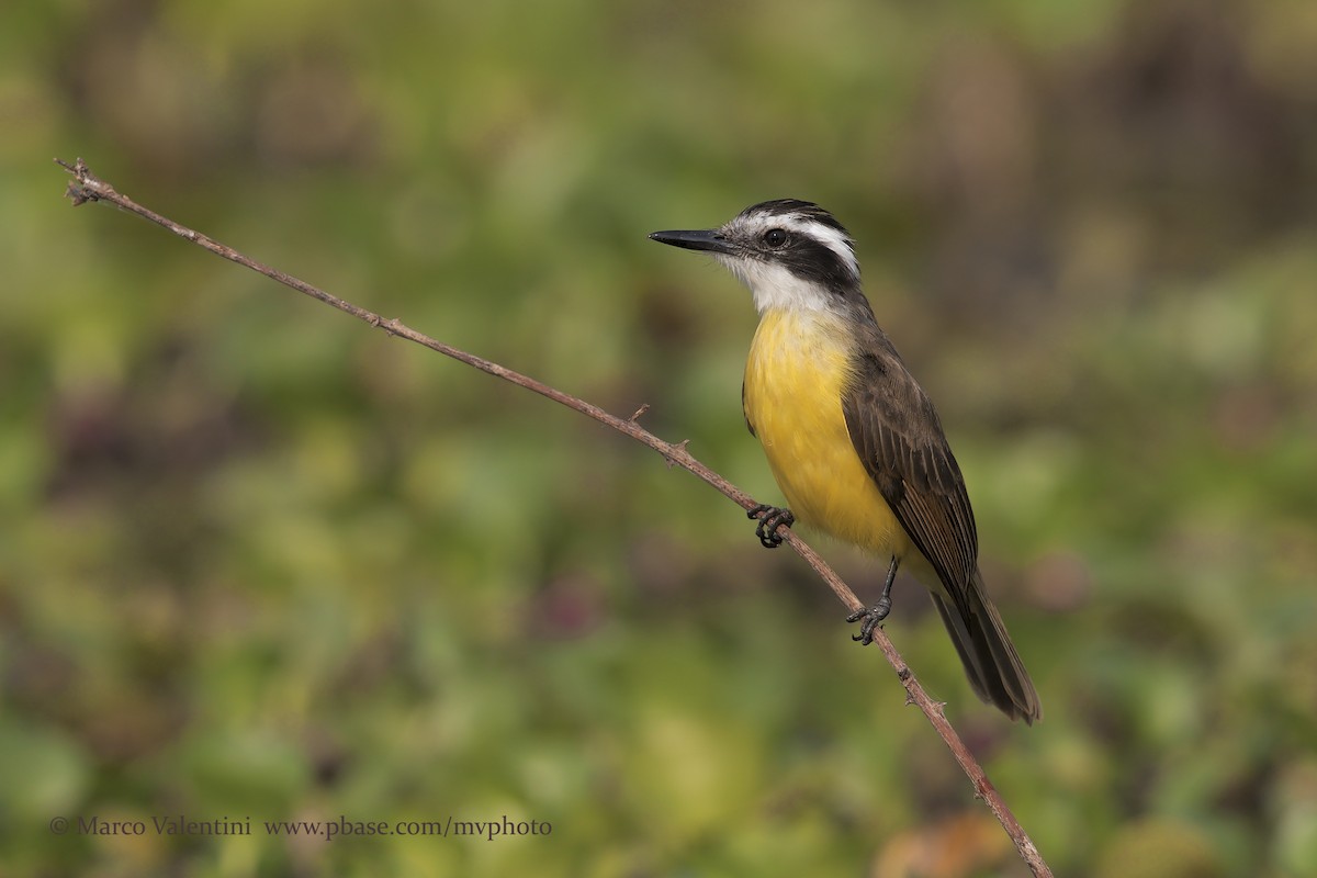 Lesser Kiskadee - ML198738771