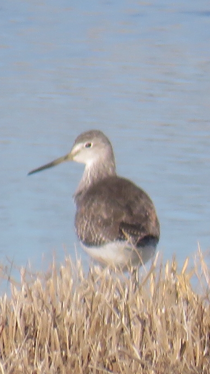 Greater Yellowlegs - ML198739091