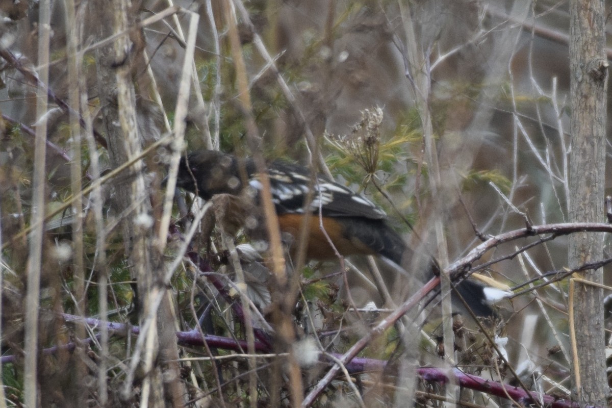 Spotted Towhee - ML198739401