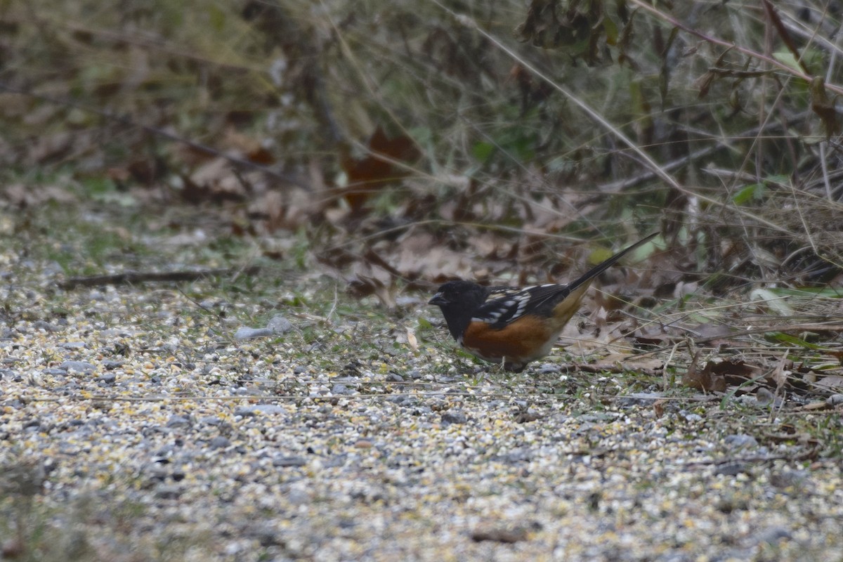 Spotted Towhee - ML198739811