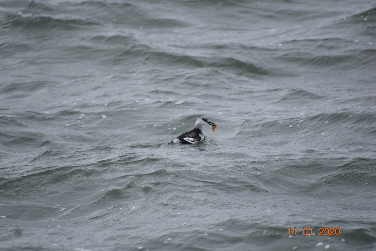 Black Guillemot - ML198739861