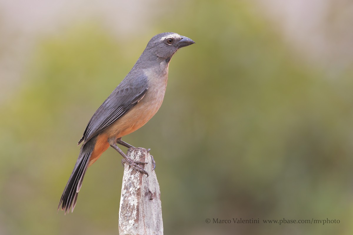 Bluish-gray Saltator - Marco Valentini