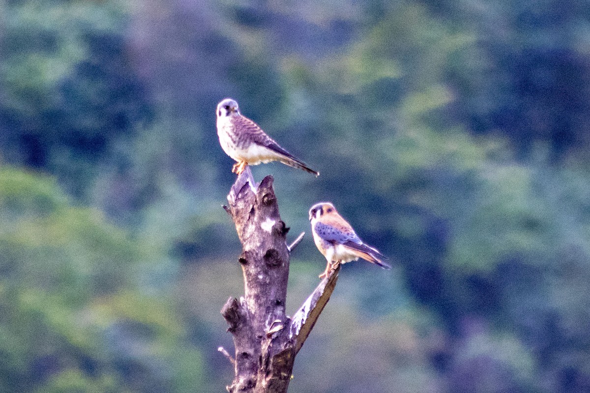 American Kestrel - ML198741541