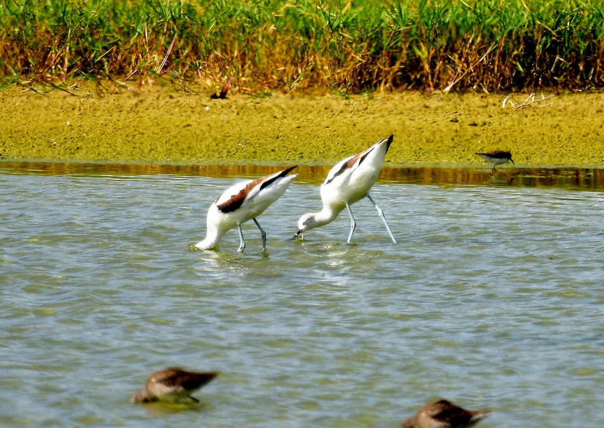 American Avocet - JoAnna Clayton