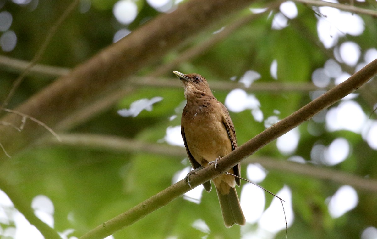 Clay-colored Thrush - Jay McGowan