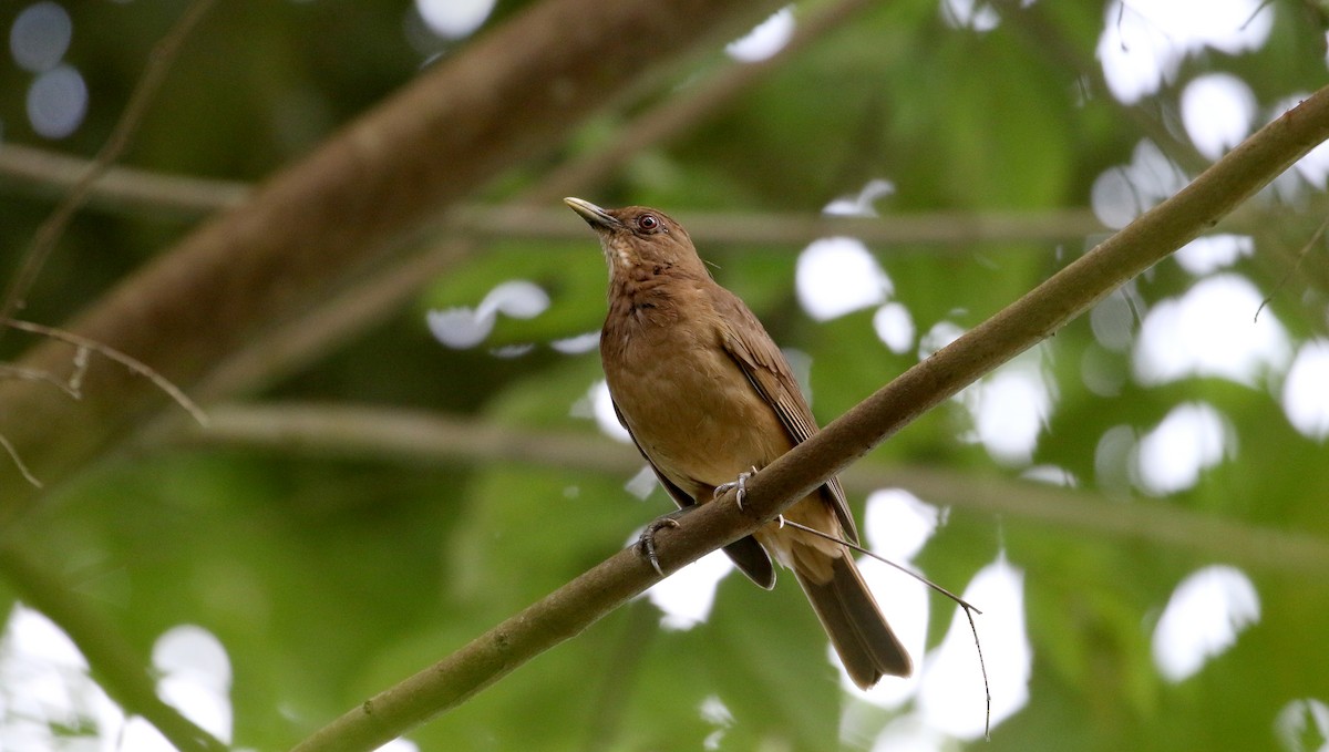 Clay-colored Thrush - Jay McGowan