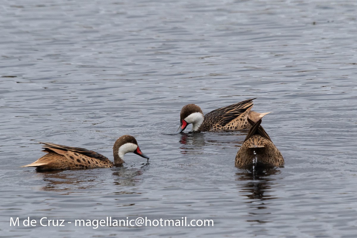 White-cheeked Pintail - ML198748271