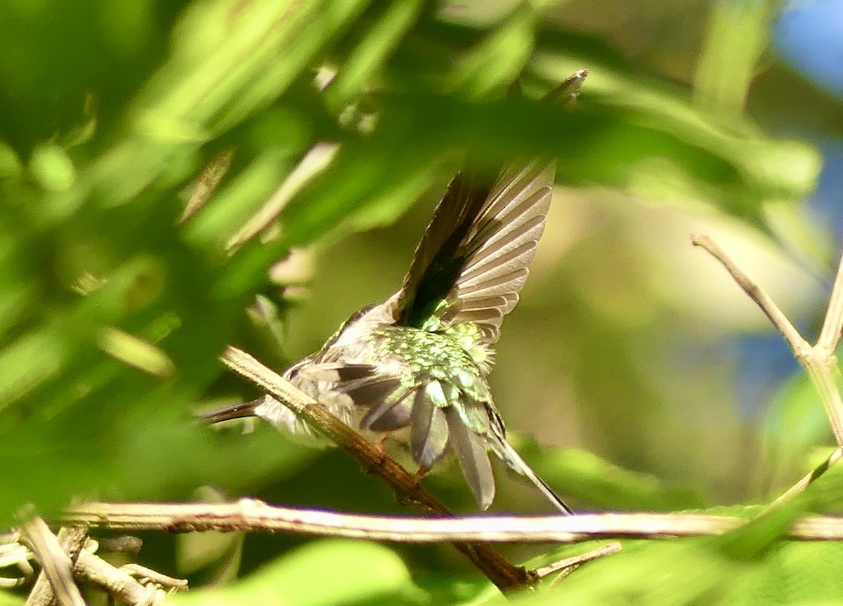 Wedge-tailed Sabrewing (Long-tailed) - ML198748471