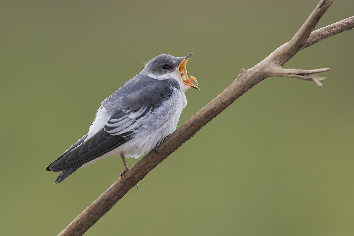White-winged Swallow - ML198749831