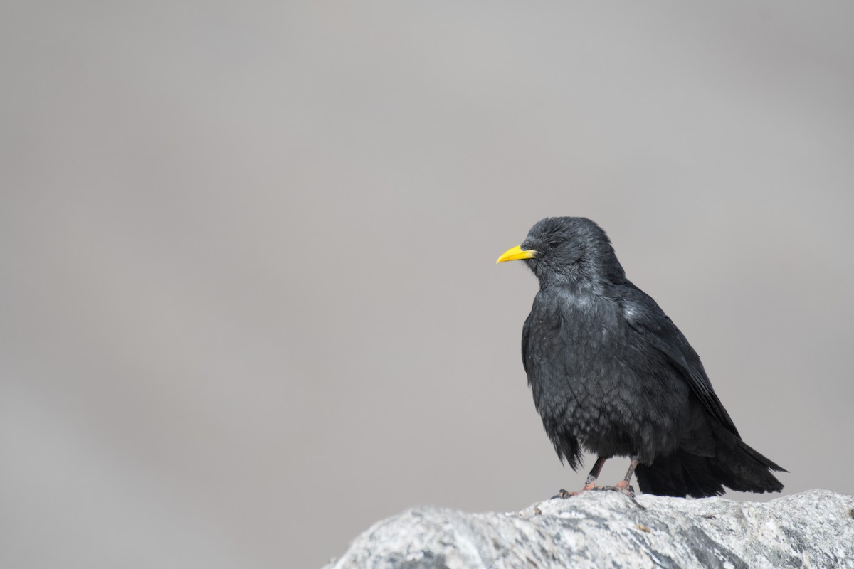 Yellow-billed Chough - ML198749871