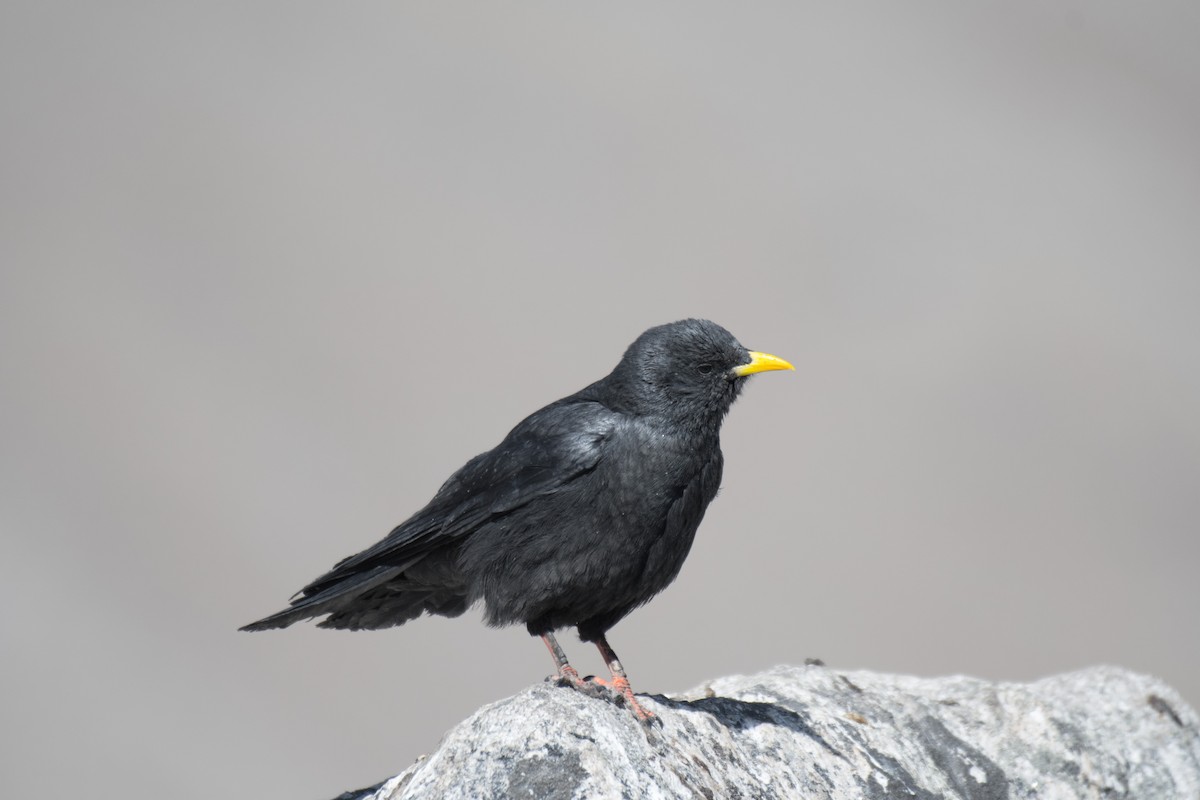 Yellow-billed Chough - ML198749881