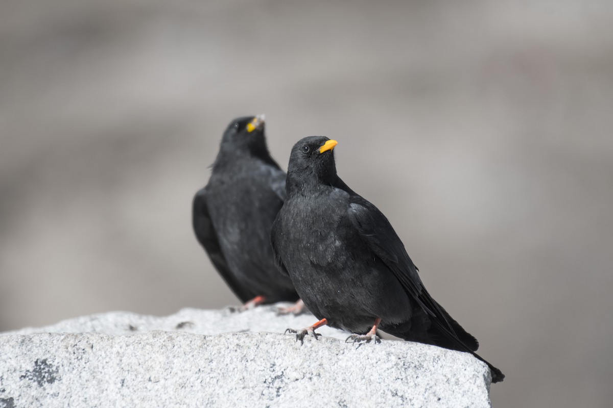 Yellow-billed Chough - ML198749901