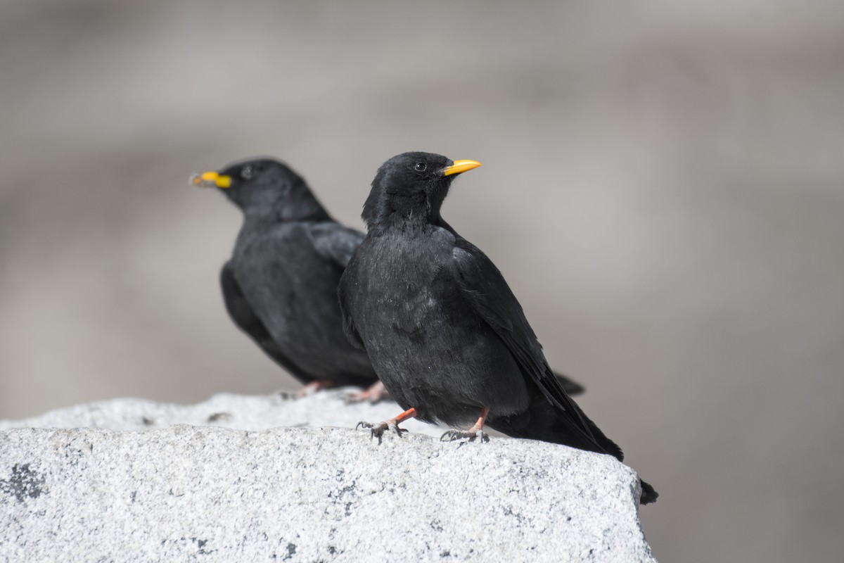 Yellow-billed Chough - Ian Hearn