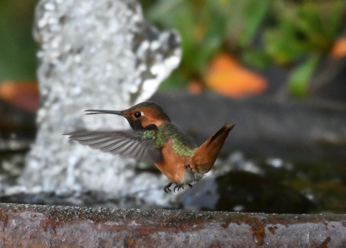 Colibrí de Allen - ML198750871